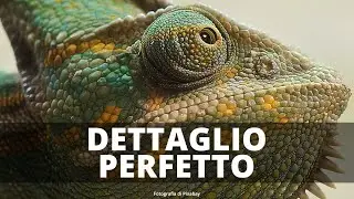 DETTAGLIO PERFETTO | in Photoshop per ogni genere fotografico