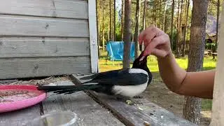 Птенец сороки принимает пищу.