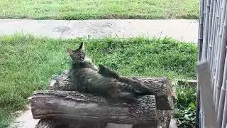 Destiny of a Kitty - Produced by Catcom
