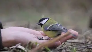 A great tit stays on my palm for a while 4K