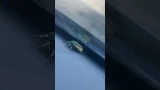 beetle in Car