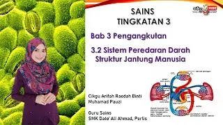 Sains Tingkatan 3 | Bab 3 Pengangkutan | 3.2 Sistem Peredaran Darah