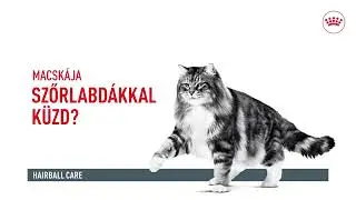 Royal Canin Hairball Care felnőtt macskák részére a szőrlabdák könnyebb eltávozásáért | Petissimo