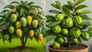 🌿Ready to grow your own Mango, Guava, and Lychee tree at home, How to grow Mango, Guava, Lychee tree