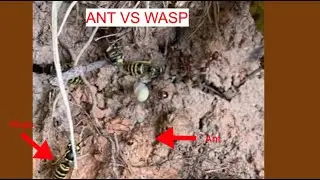 Ants vs Wasps! Ants invade a wasp nest