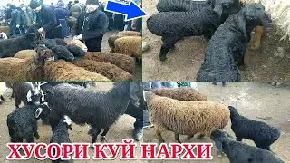 Хусори Куй ва Ечки Нархи Сурхондарё Узун Жума Бозори 2-Кисм 