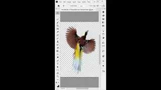 Cara Seleksi Foto Dengan Cepat Di Photoshop | How To Masking 