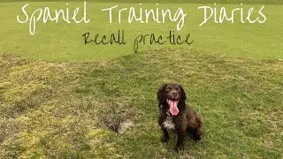 Gundog Training - Recall Practice