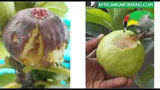 How to prevent birds from eating fruits on your trees