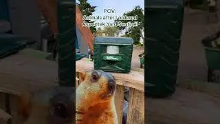 How to get rid of animals on the yard? 