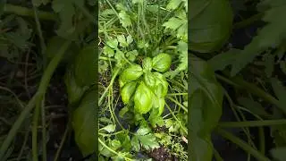 Herb Container Update Mid-July - Zone 6a #vegetablegardening #gardening #herbgarden