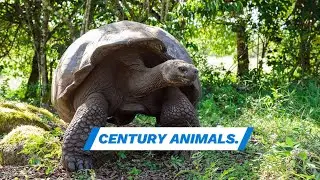 Top 10 Animals with a Century-Long Lifespan