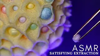 ASMR 😌 Oddly SATISFYING Pearls Extraction - No Talking