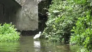 Bird fishing in the river.