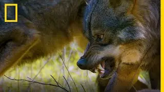 WILD | Vahşi Avrupa Kuşağı | Her Pazar 20.00