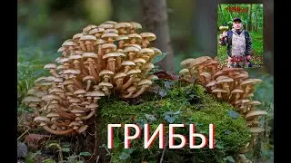 Грибы 2021