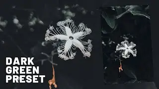 Lightroom editing | Dark green preset Nature | Lightroom preset DNG |  #lightroom #preset