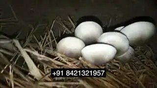Paddy Straw Mushrooms (Volvariella volvacea)