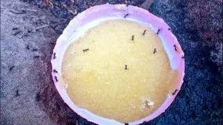 Homemade ANT BAIT