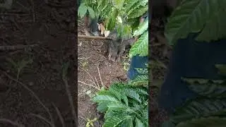 Porbi kemang bandung yang menewaskan jagum