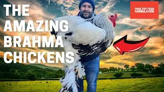 Discover The Spectacular Brahma Chickens!