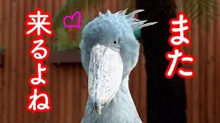 大好きな飼育員さんが去った後のハシビロコウふたばちゃん!【夏のふたば2024-38】Futaba,the Shoebill   Summer 2024-38