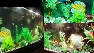 Fish Aquarium | Fish tank decoration ideas | Jewelz art