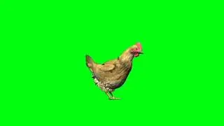 Hen Green screen videos@Greenofficil#greenscreen #green