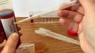 At home 'tea' experiment - dilution series setup
