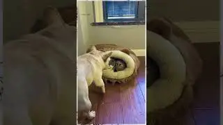 Самое смешное видео, приколы с животными: кошки, собаки, еноты
