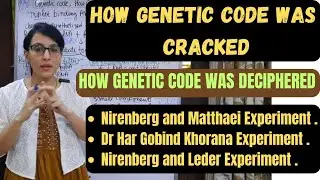 How genetic code was cracked || Nirenberg and Matthaei Experiment || Nirenberg and Leder Experiment