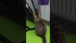 Котёнок, кот, смешное, веселое видео для Вас дорогие друзья