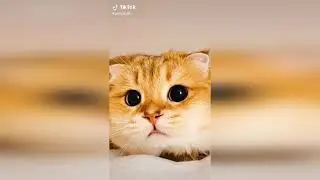 Funny video \|/ Прикольное видео