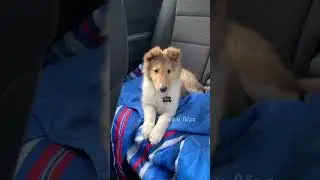 Эдит Шелти #собака 😘