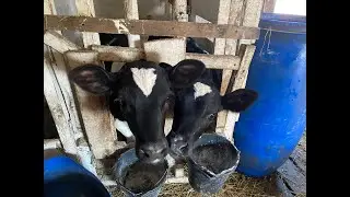 Утренняя дойка в прямом эфире