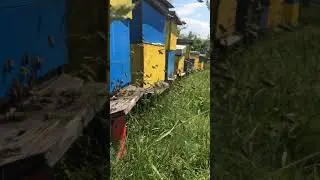 bletet