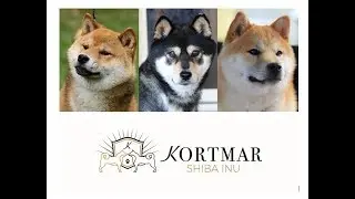 Kortmar Shiba Inu Live Stream - Emmy Bubbas