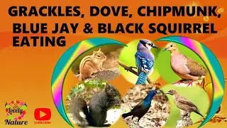 GRACKLES, DOVE, CHIPMUNK, BLUE JAY & BLACK SQUIRREL EATING
