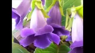 ♡ Gloxínias | Flores que Encantam ♡