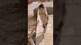 is a snake faster than a cat?
