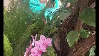Orchids Planted on a Bougainvillea Plant #spring#florida#gardenideas