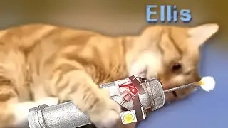 Left 4 Dead Cat 6