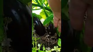 Сорта баклажан Аватар и Хулиган 🍆👌 #оттатьяныслюбовью #огород #дача #красота #овощи #баклажаны