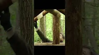 Building a Log Cabin in the Woods from Wind-Fallen Trees | FULL VIDEO ON MY CHANNEL
