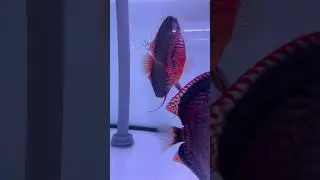 Male Red Turquoise, female Red Spotted Green x Red Turquoise