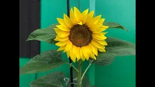 LÉTO 2020 🌞🌼 Slavonice-tiskání/Magická noc - 600 let města Tábor🌞🌼