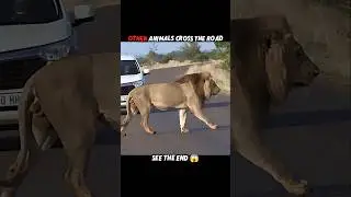 Tiger vs other animals