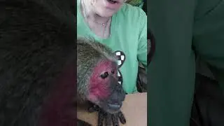 жарко, однако🫣 Мотя знает, что делать😉 #monkey #животные#petmonkey #обезьяна#зоо #animals #экзотика