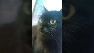 #реки #cat #рекомендации #catlover #cute