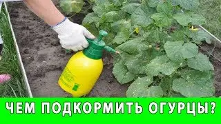 ЧЕМ ПОДКОРМИТЬ ОГУРЦЫ УДОБРЕНИЕ